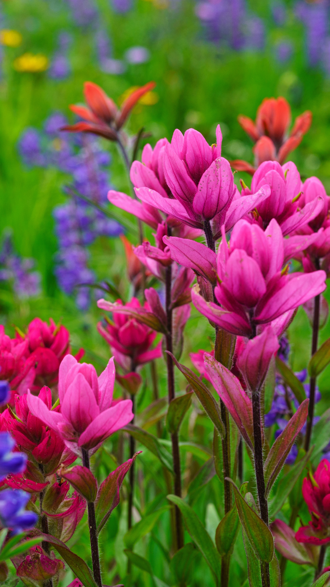 Wildflower Festival Week Events
